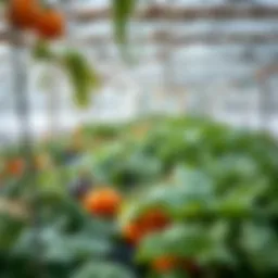 Winter vegetables thriving in a greenhouse environment